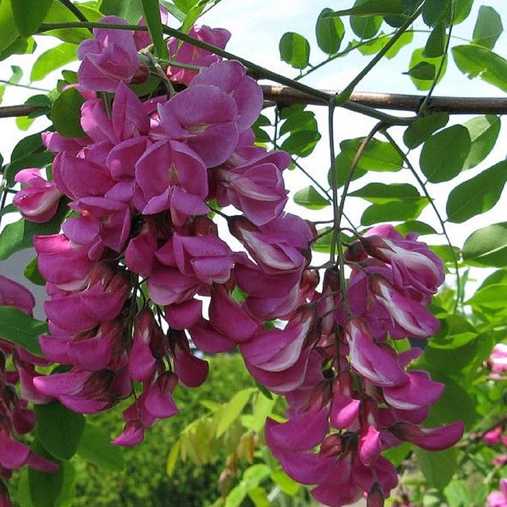 Pink Rose flower seeds