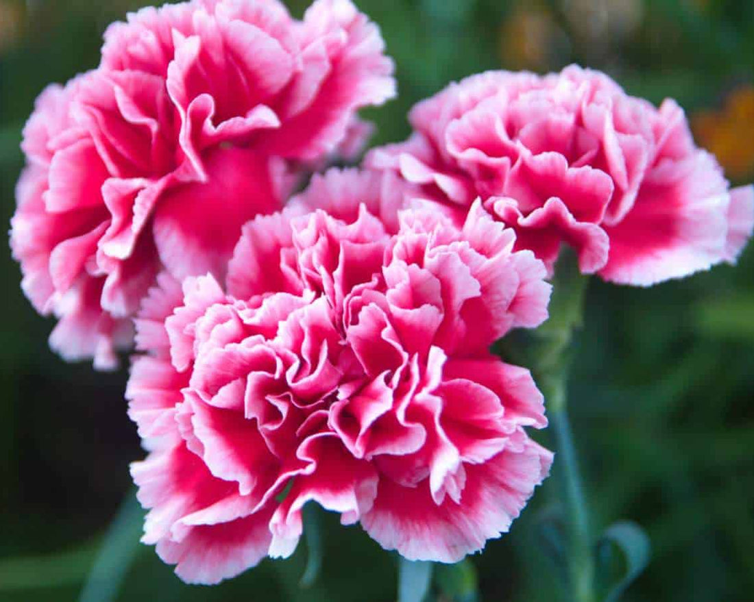 Pink Carnation flower seeds