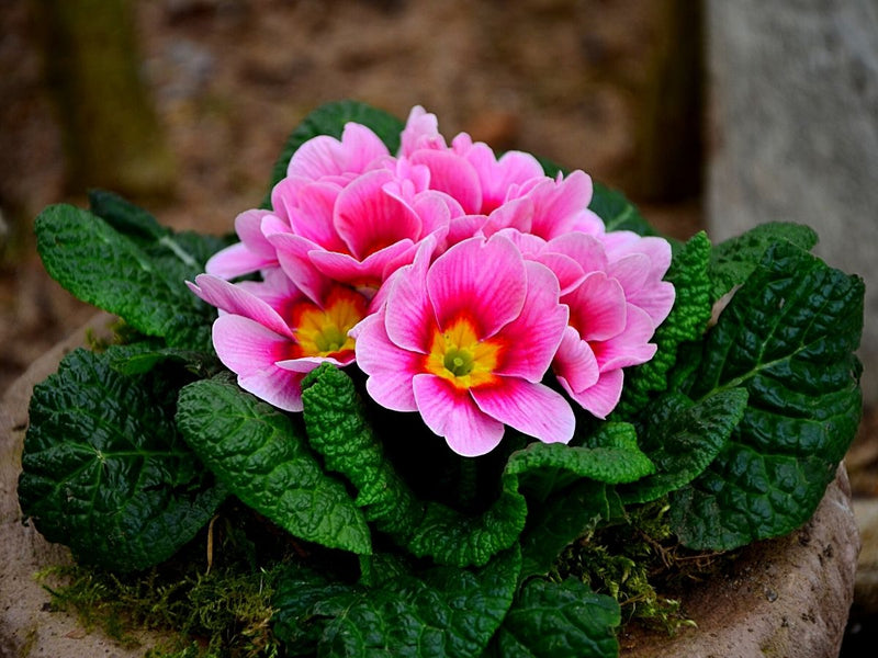 Mixed Color Primula Malacoides Flower Seeds for Planting – Heirloom Non-GMO Garden Seeds