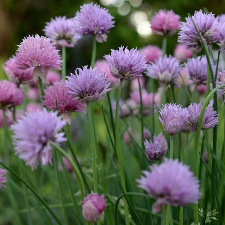 Pink Agapanthus plant