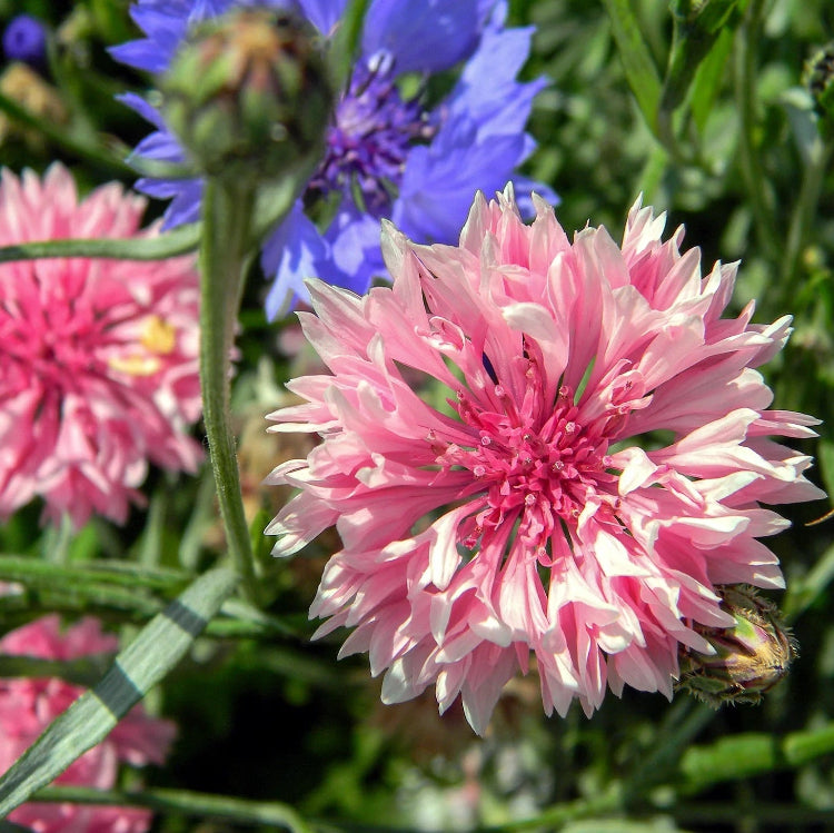 Charm Bachelor Buttons plant