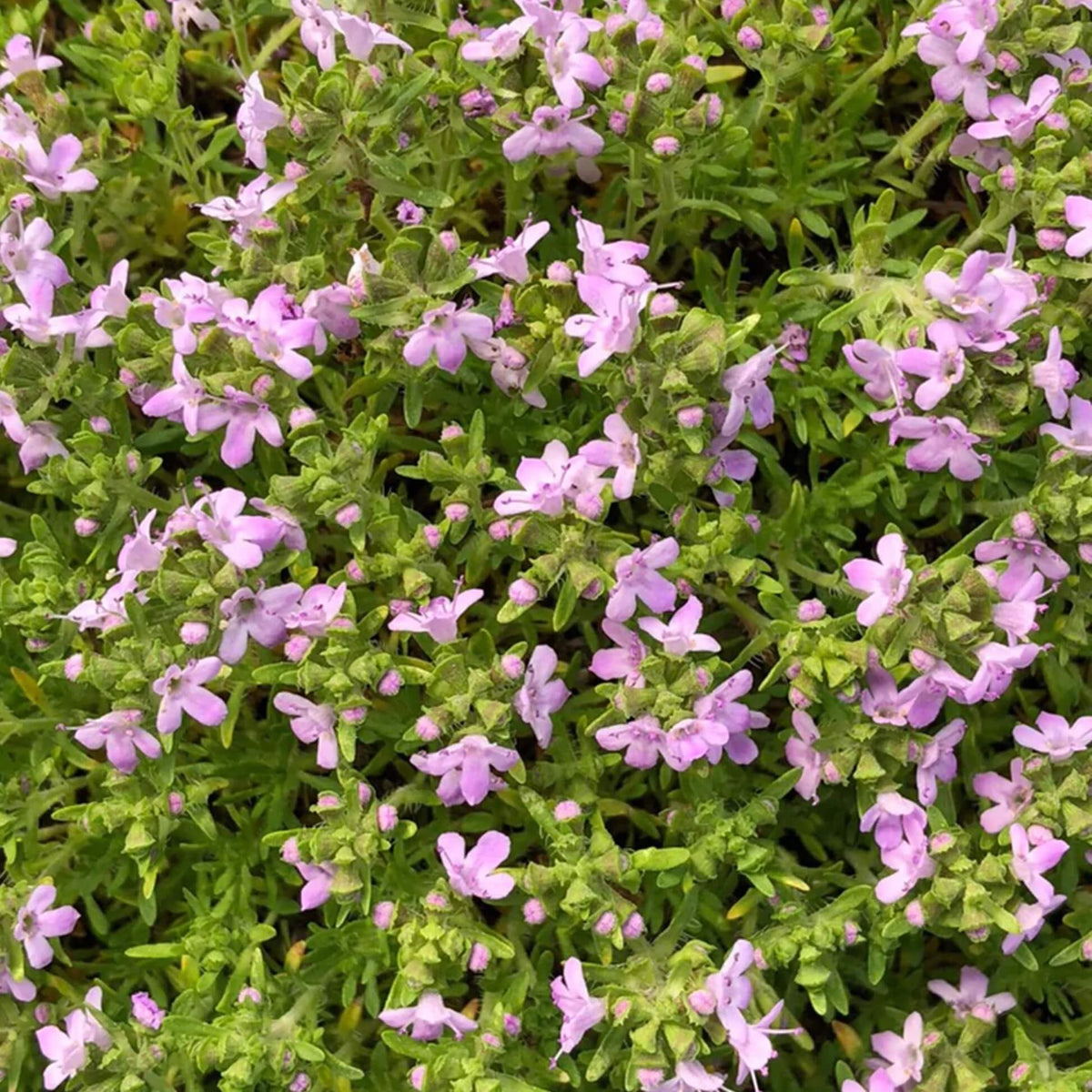 Pink Chintz Thyme plant