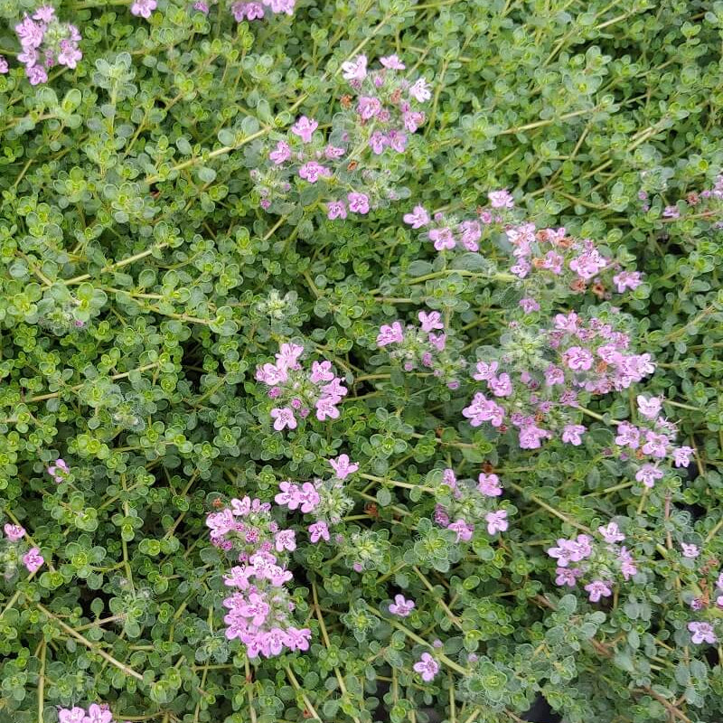 Pink Chintz Thyme plant