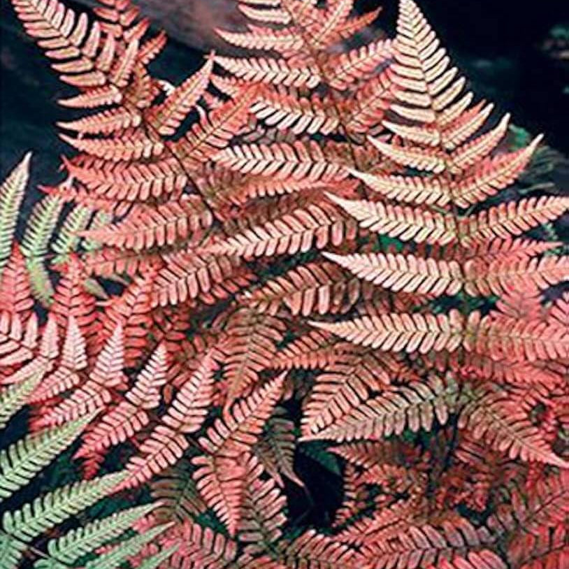 Pink Fern plant