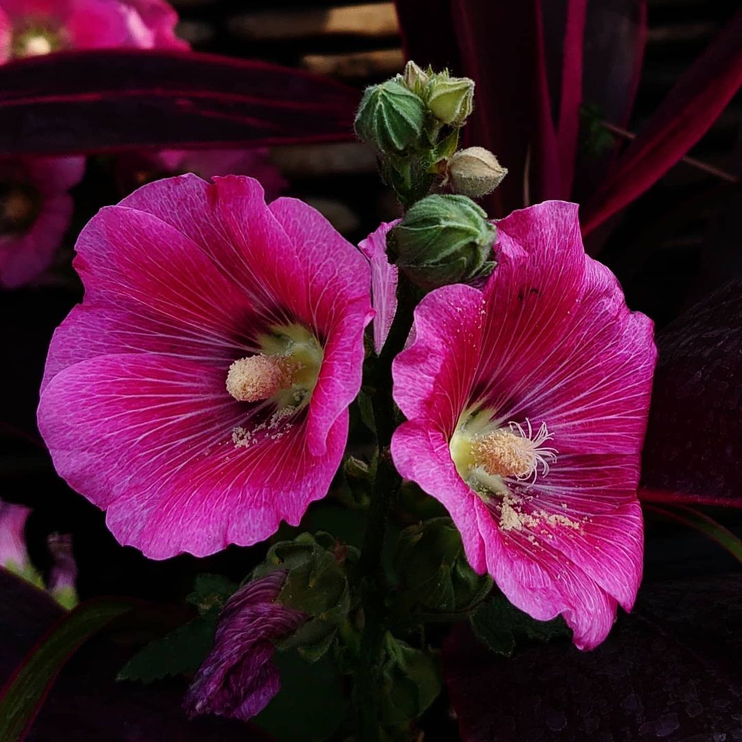 Pink Hollyhock plant