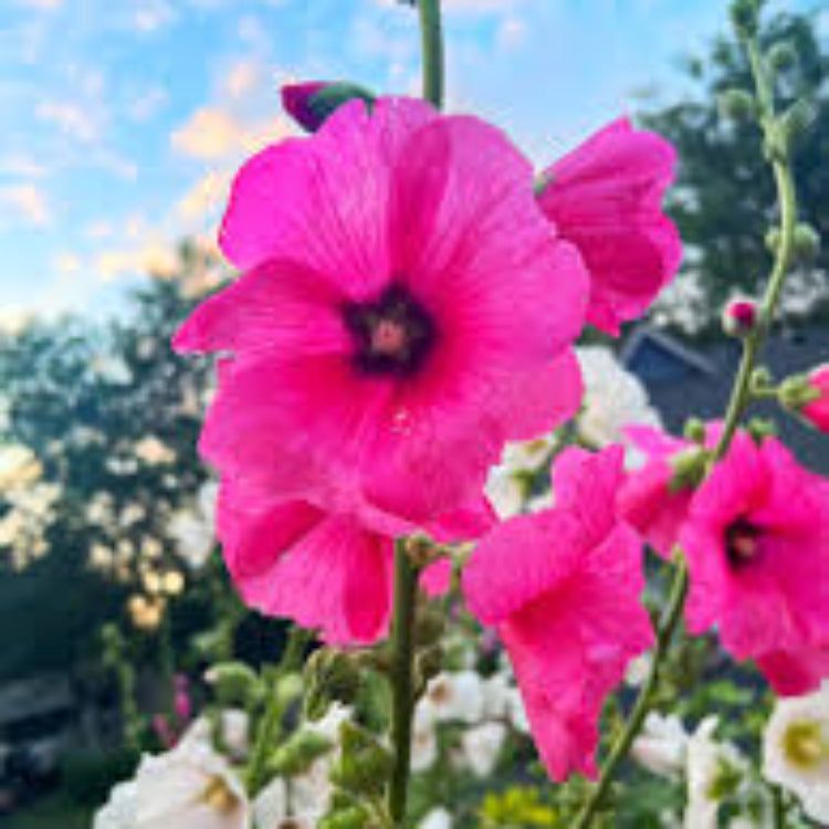 Pink Hollyhock plant