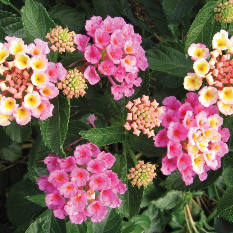 Pink Lantana plant