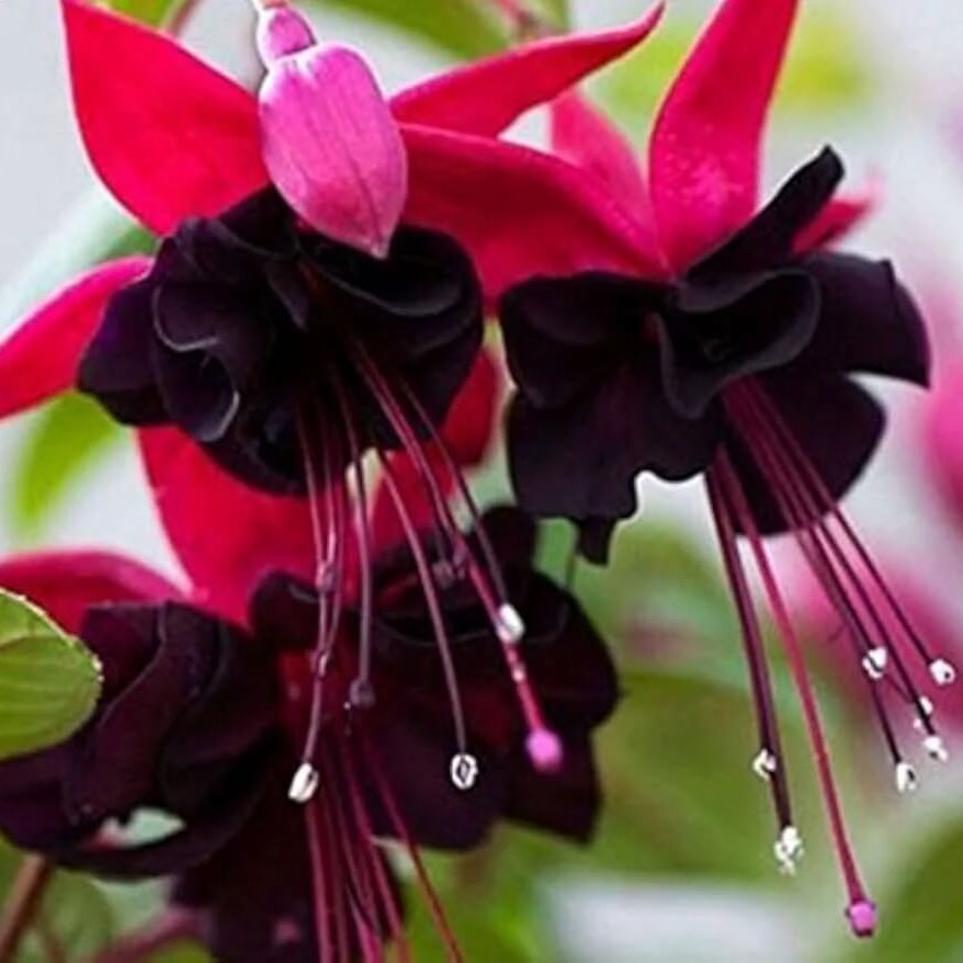 Pink Maroon Fuchsia plant
