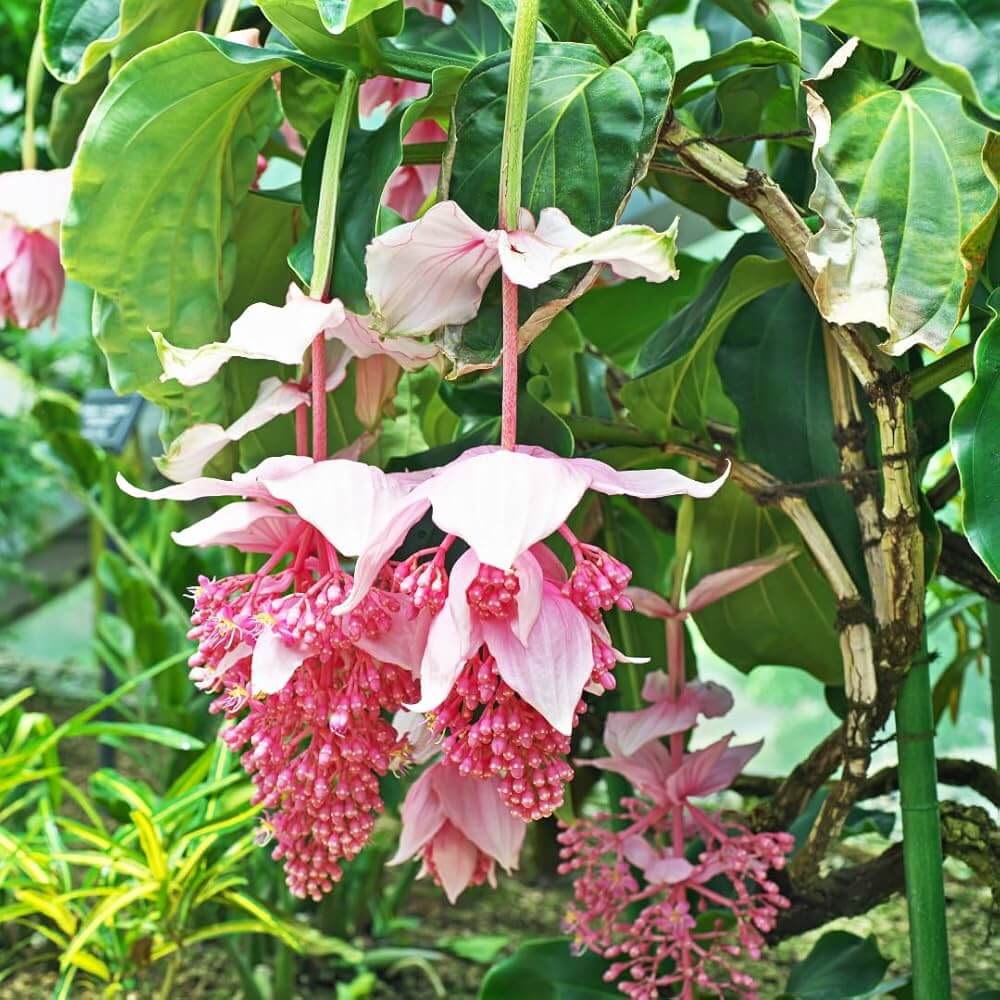 Pink Medinilla Magnifica plant