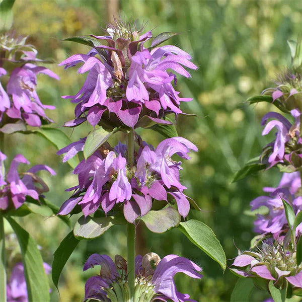 Pink Mint plant
