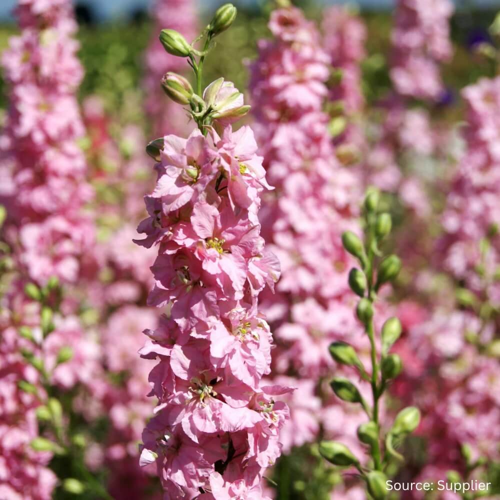 Pink Mix Delphinium plant