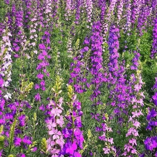Pink Mix Delphinium plant