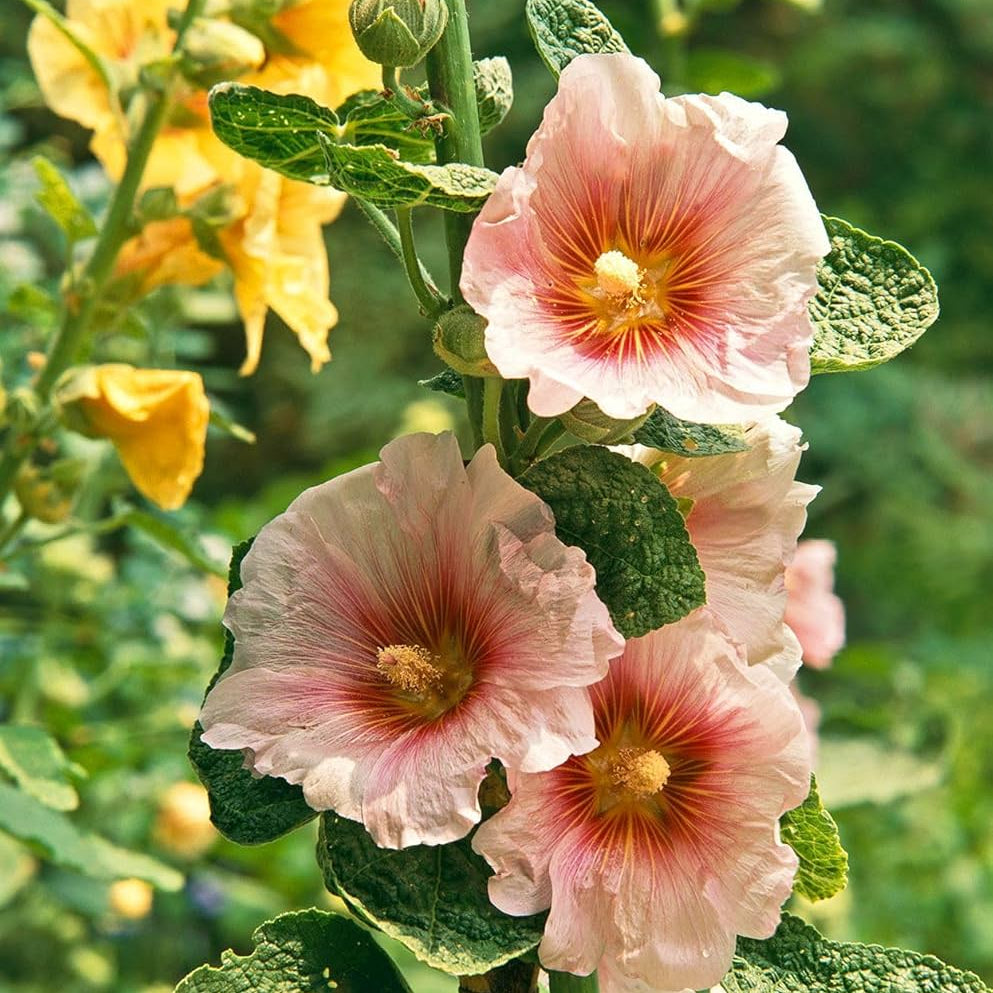 Pink Orange Hollyhock plant