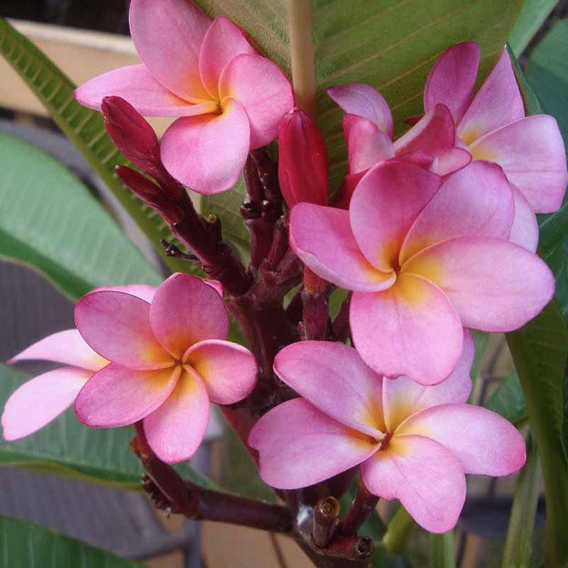 Pink Plumeria plant