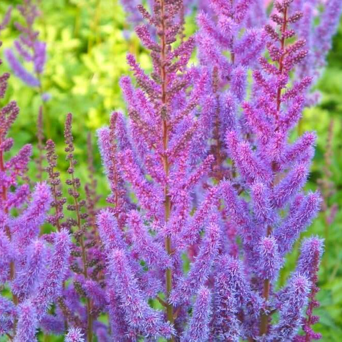 Purple Astilbe Bunter plant