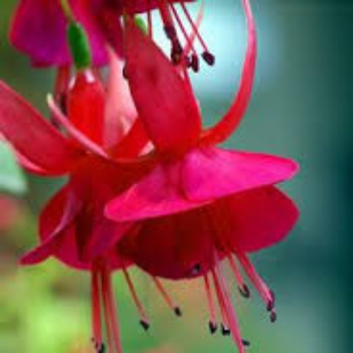 Pink Red Fuchsia plant