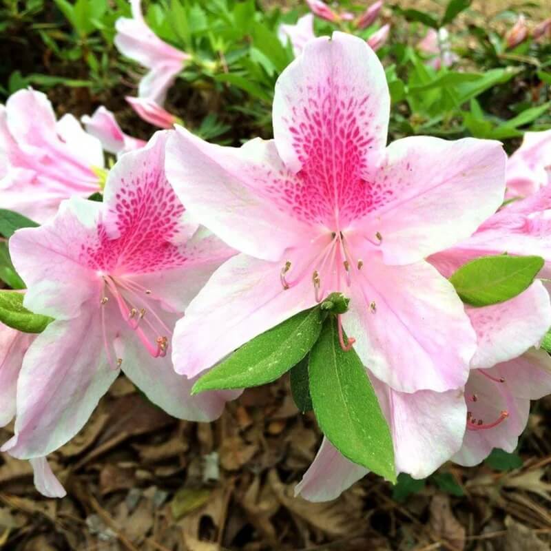 Pink White Azalea plant