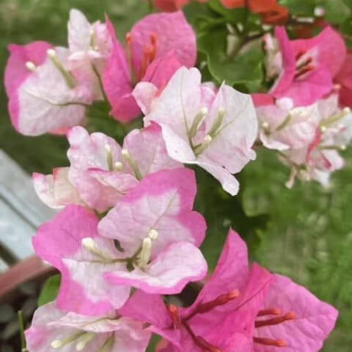 Pink White Bougainvillea plant