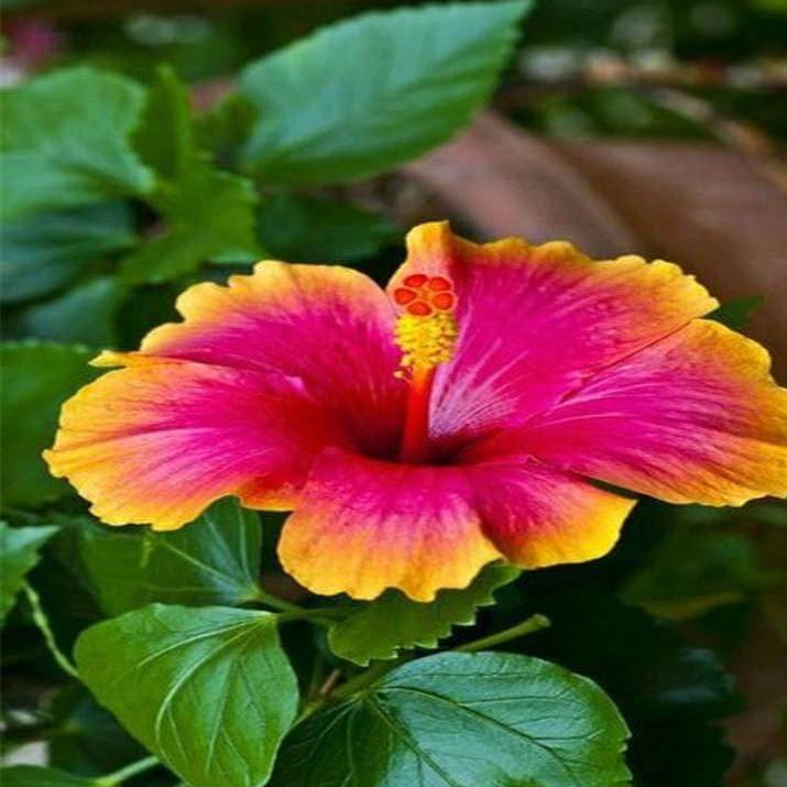 Pink Yellow Hibiscus plant