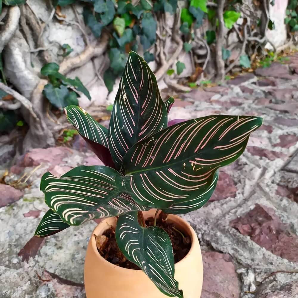 Pinstripe Plant