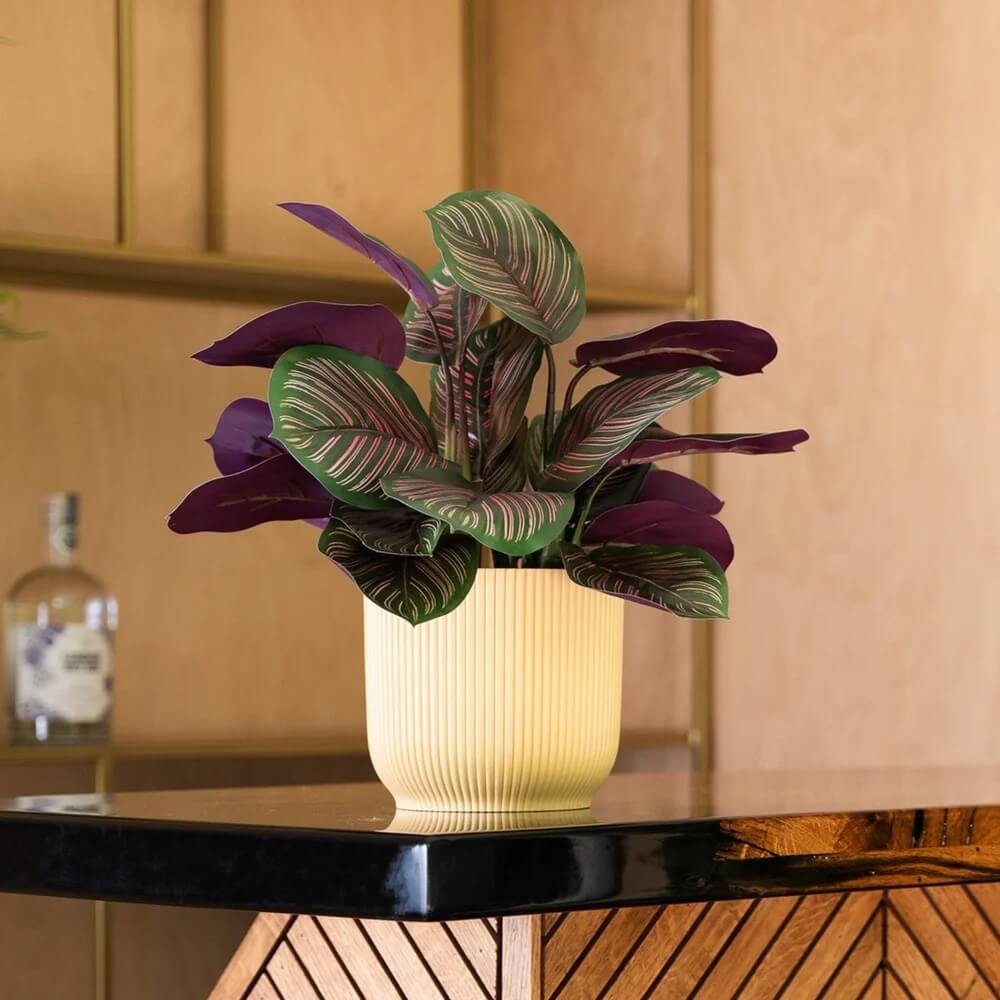 Pinstripe Plant