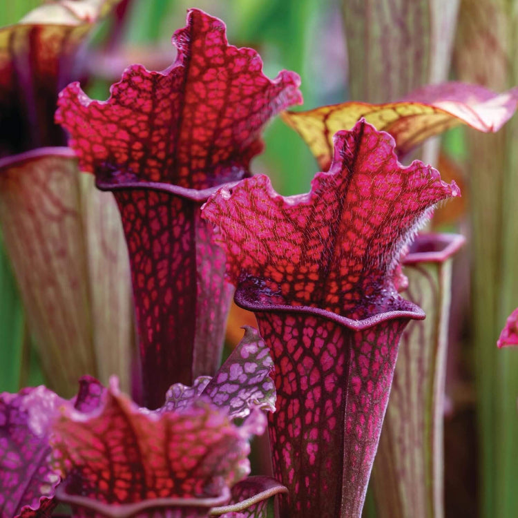 Pitcher Plant
