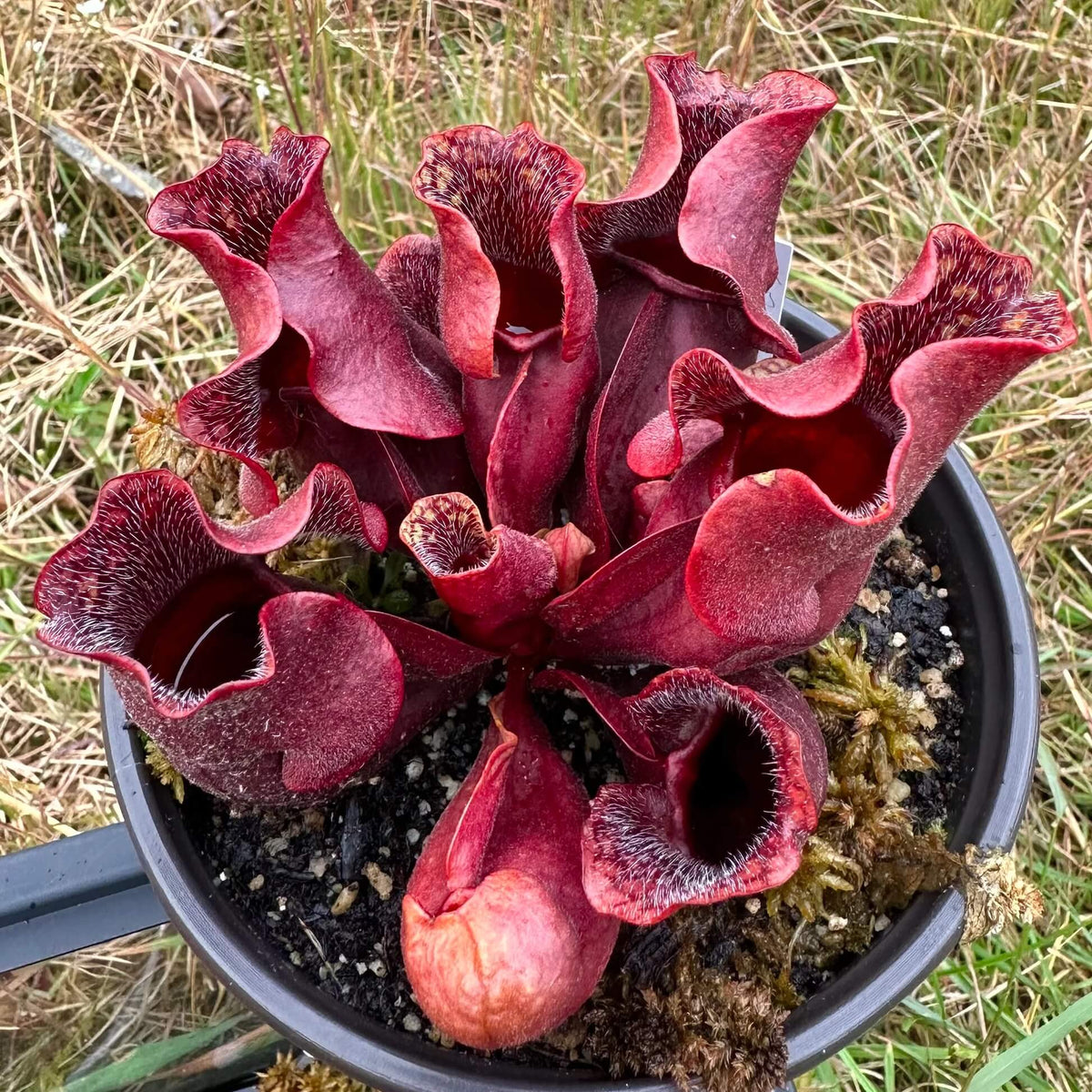 Pitcher Plant