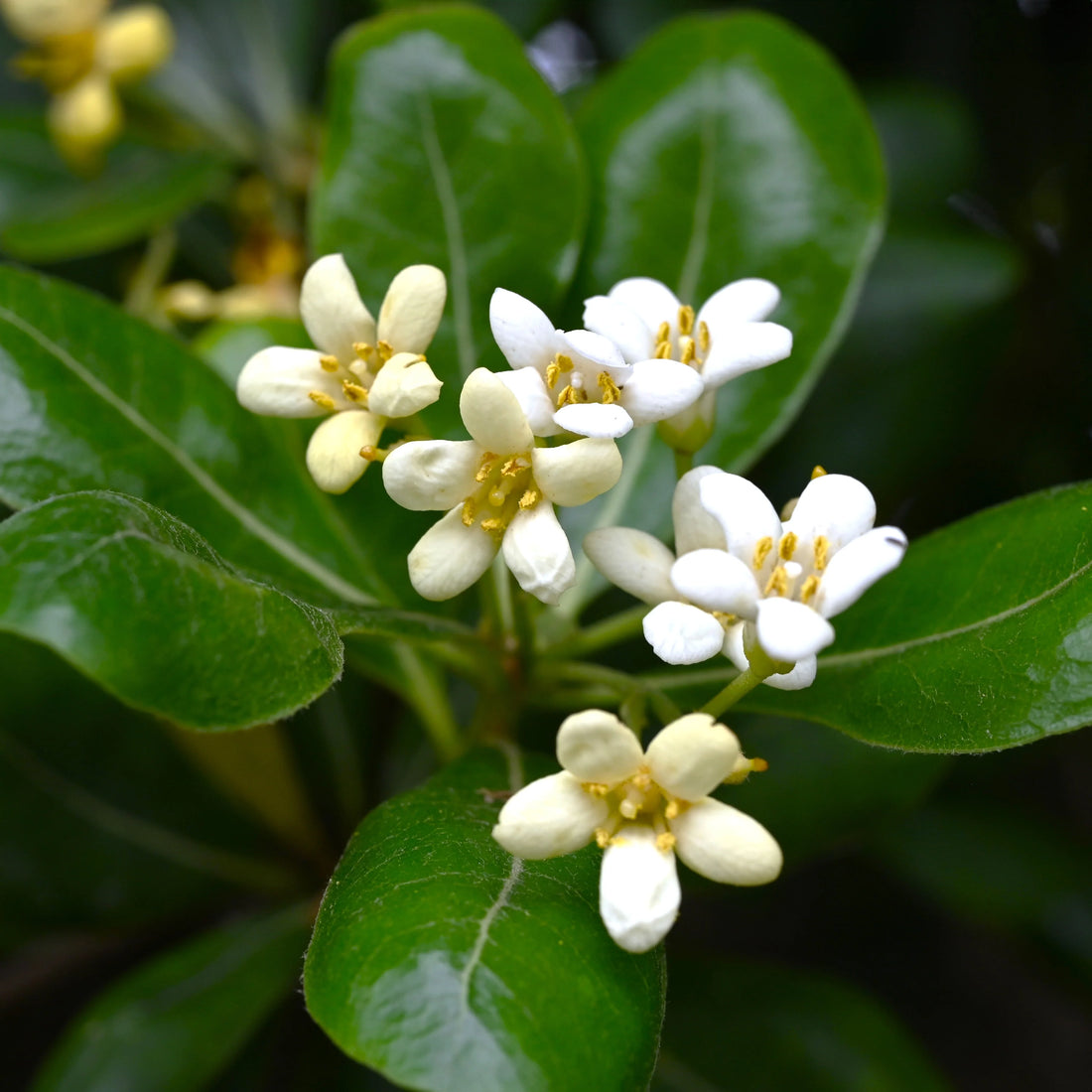 Pittosporum Tobira flower seeds