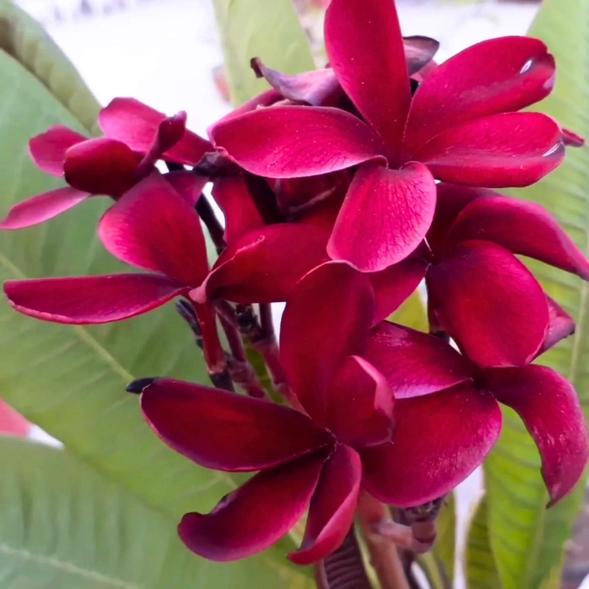 Dark Red Plumeria plant