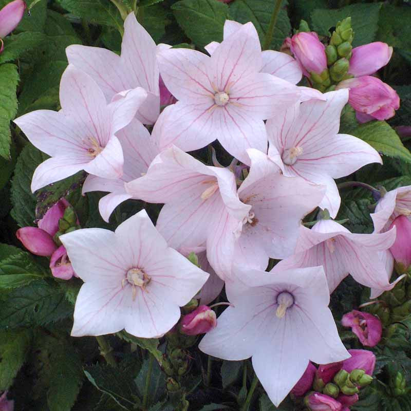Platycodon Astra flower seeds