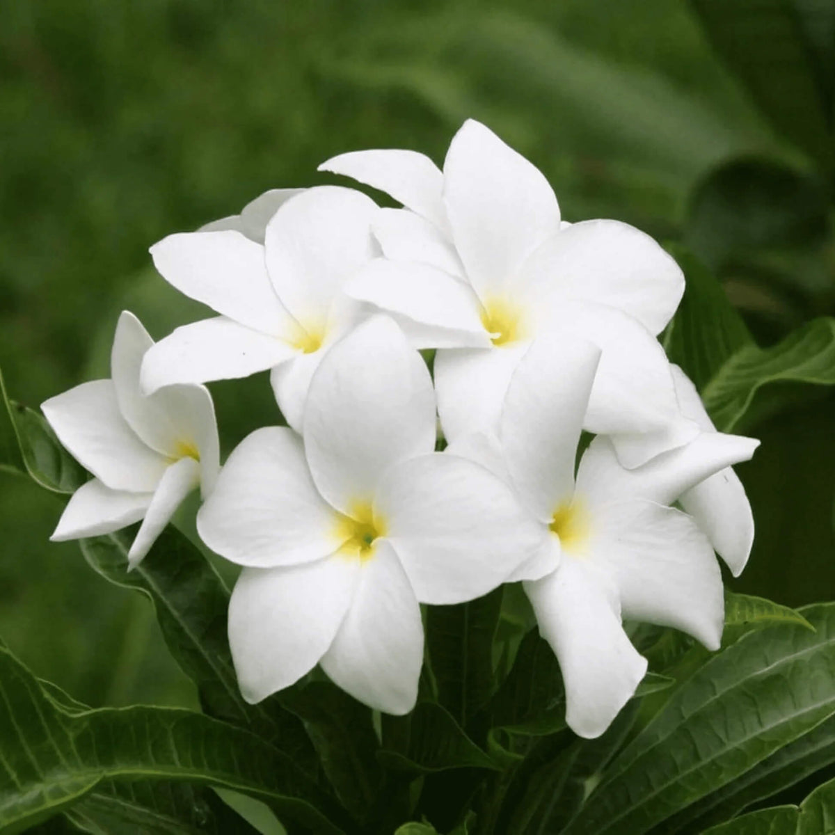 Plumeria Alba plant