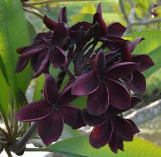 Black Plumeria Frangipani plant