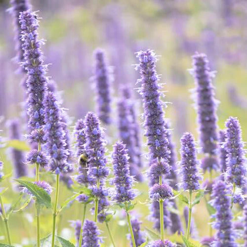 Pogostemon Patchouli plant