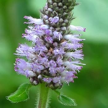 Pogostemon Patchouli plant