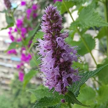 Pogostemon Patchouli plant