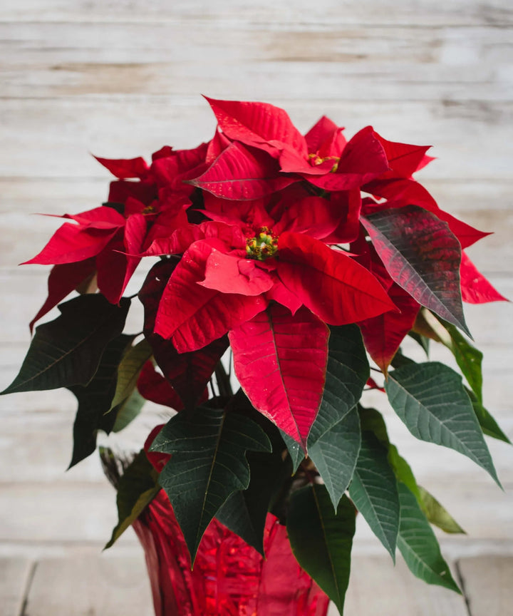 Green Poinsettia flower seeds