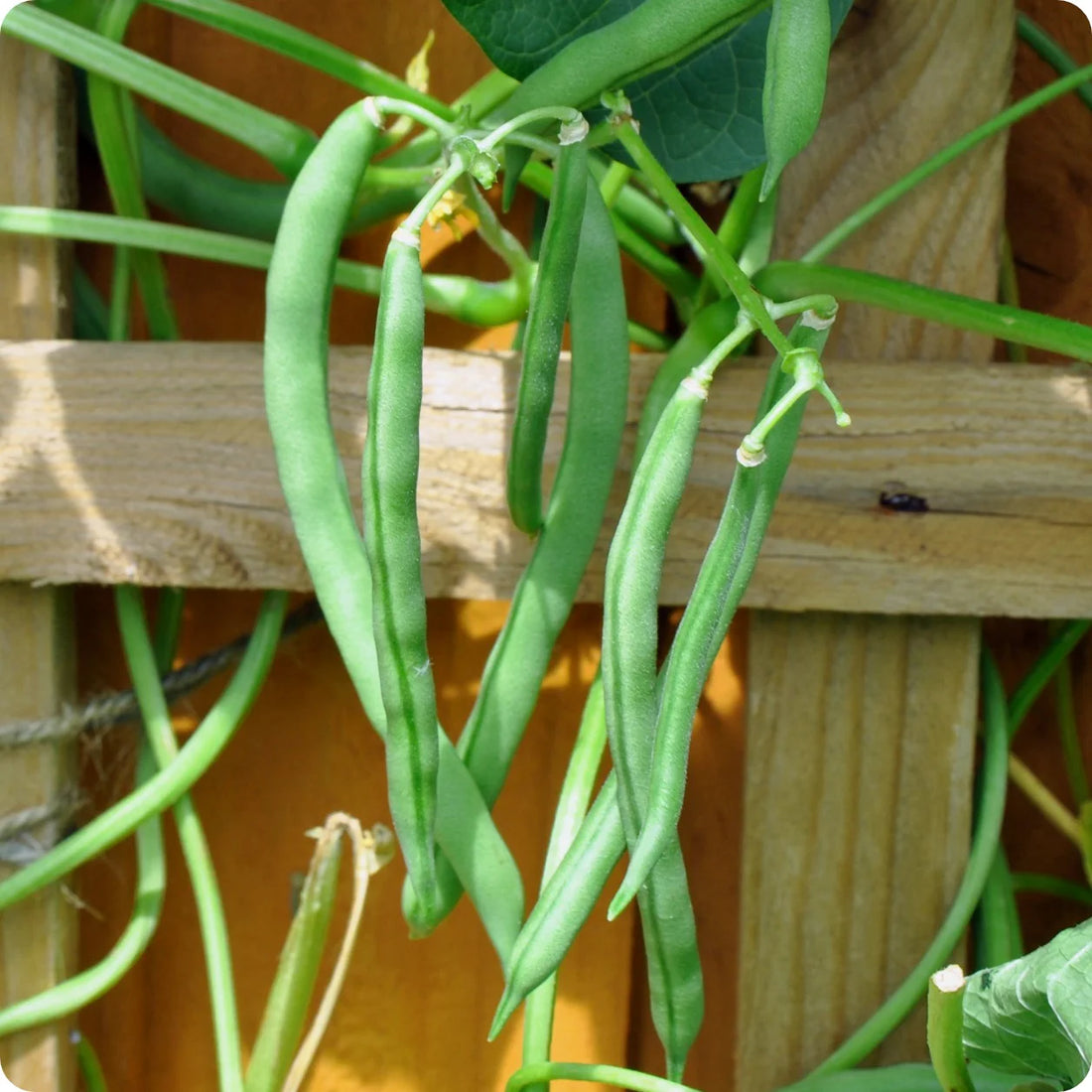 Blue Lake Bean Seeds