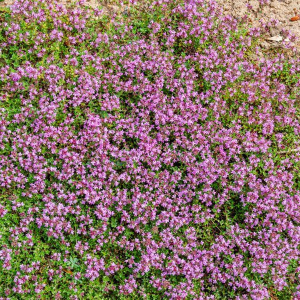 Ground Cover Herb plant
