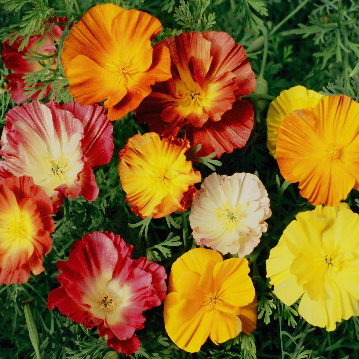 Ballerina Mix Poppy plant