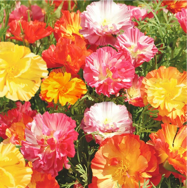 Ballerina Mix Poppy plant