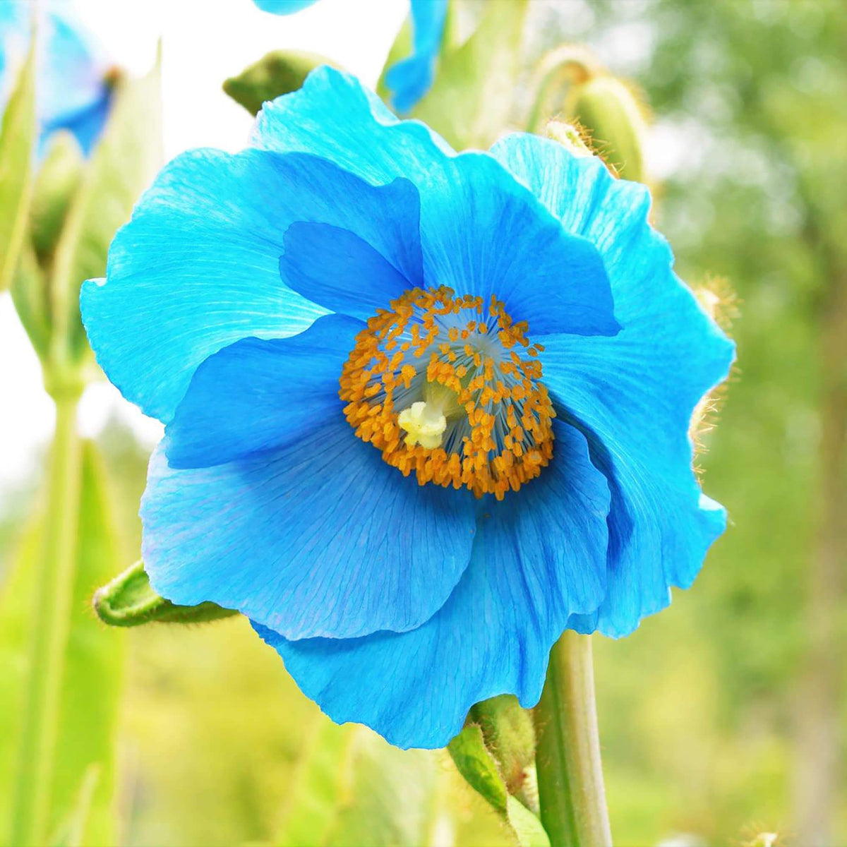 Blue Himalayan Poppy plant