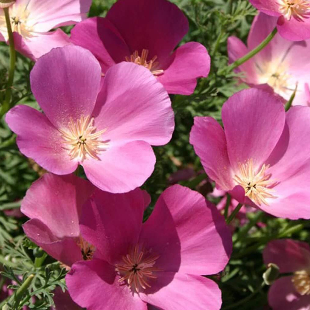 Purple Gleam Poppy plant