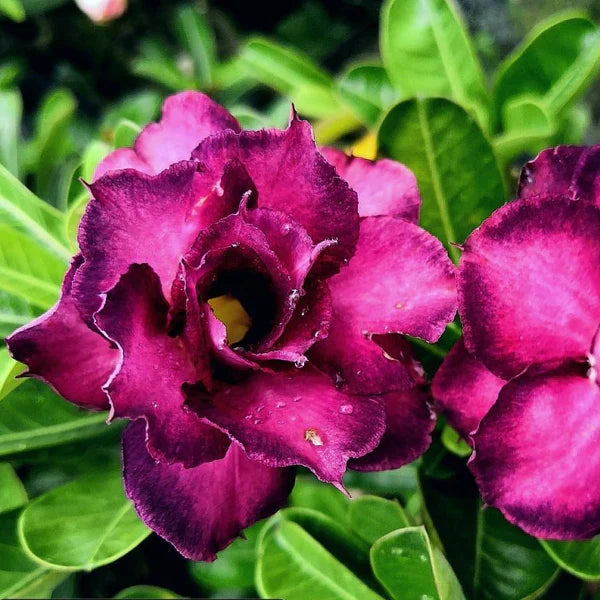Violet Pink flower seeds