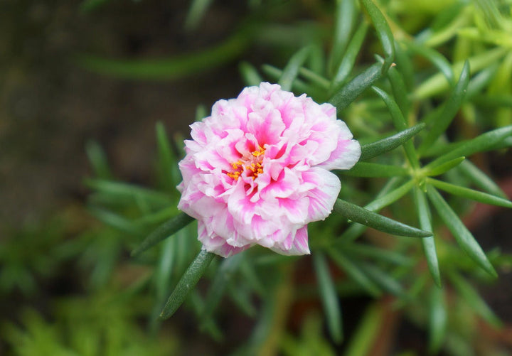 Pink Portulaca flower seeds