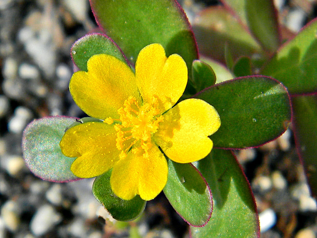 Oleracea flower seeds