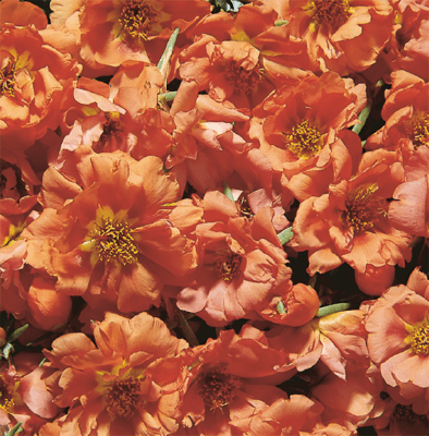 Cream Portulaca plant