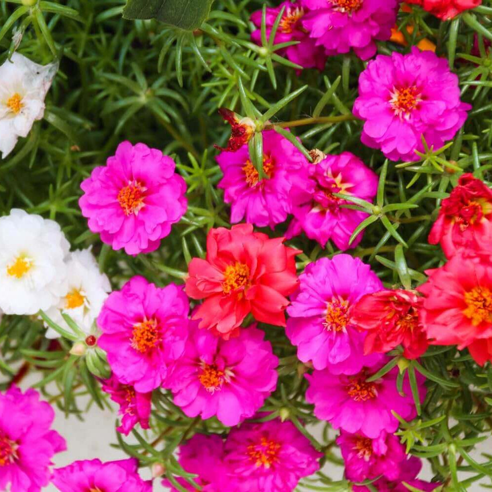 Purple Portulaca plant