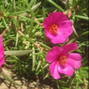 Purple Portulaca plant