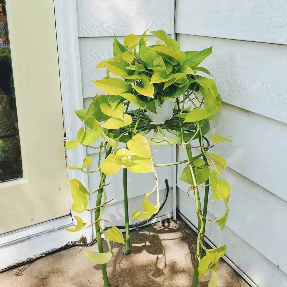 Pothos plant