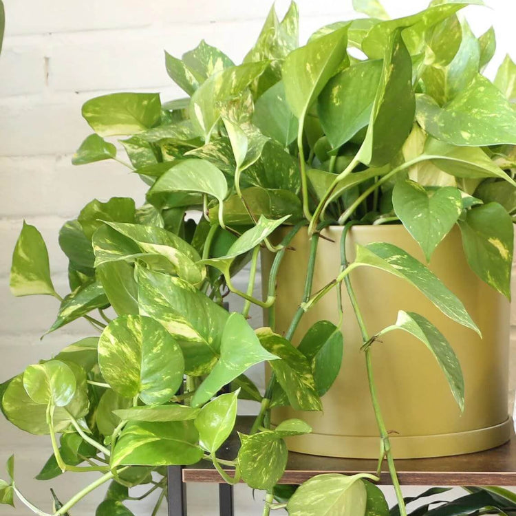 Pothos plant